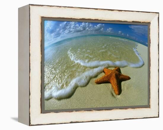 Starfish on Edge of Shore-null-Framed Premier Image Canvas