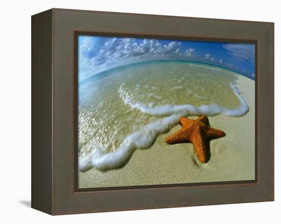 Starfish on Edge of Shore-null-Framed Premier Image Canvas