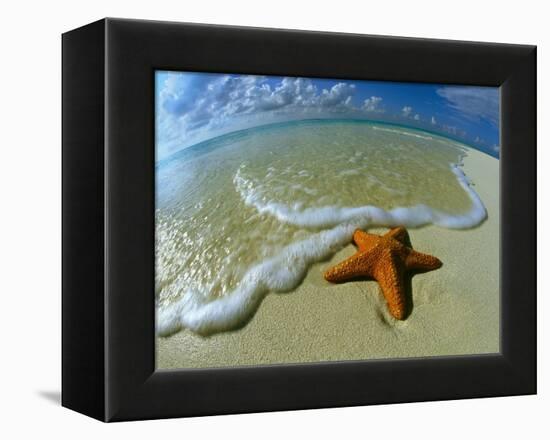 Starfish on Edge of Shore-null-Framed Premier Image Canvas