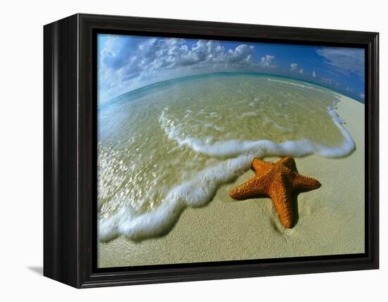 Starfish on Edge of Shore-null-Framed Premier Image Canvas