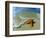 Starfish on Edge of Shore-null-Framed Photographic Print