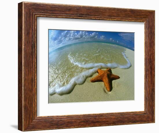 Starfish on Edge of Shore-null-Framed Photographic Print