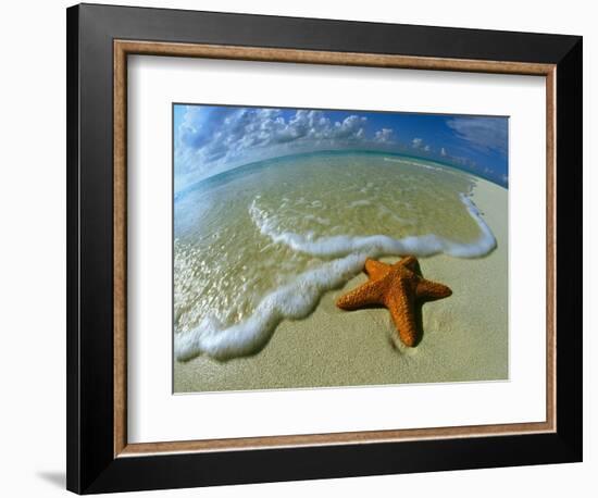 Starfish on Edge of Shore-null-Framed Photographic Print