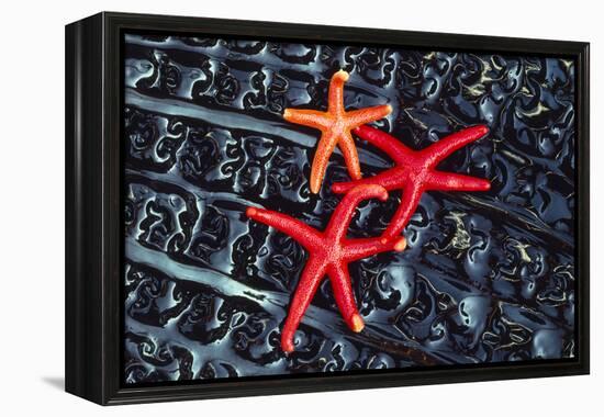 Starfish on kelp, Washington State, USA-Art Wolfe-Framed Premier Image Canvas