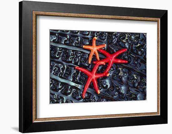 Starfish on kelp, Washington State, USA-Art Wolfe-Framed Photographic Print