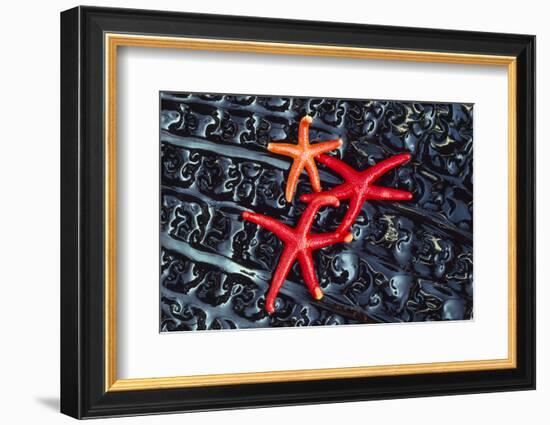 Starfish on kelp, Washington State, USA-Art Wolfe-Framed Photographic Print