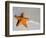 Starfish on Shore-null-Framed Photographic Print