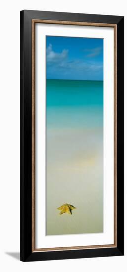 Starfish on the beach, Cat Island, Bahamas-null-Framed Photographic Print