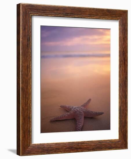 Starfish, Pigeon Pt, Tobago-Peter Adams-Framed Photographic Print