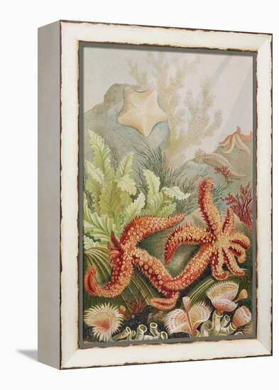 Starfish, Plate from "Brehms Tierleben: Allgemeine Kunde Des Tierreichs", Vol.10, P.528,…-German School-Framed Premier Image Canvas