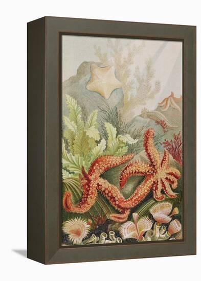 Starfish, Plate from "Brehms Tierleben: Allgemeine Kunde Des Tierreichs", Vol.10, P.528,…-German School-Framed Premier Image Canvas