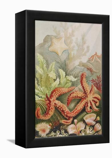 Starfish, Plate from "Brehms Tierleben: Allgemeine Kunde Des Tierreichs", Vol.10, P.528,…-German School-Framed Premier Image Canvas