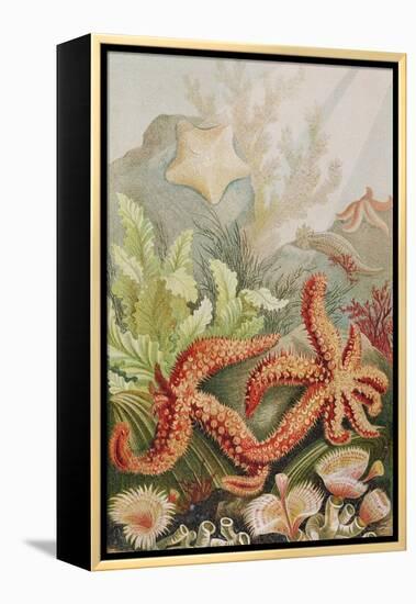 Starfish, Plate from "Brehms Tierleben: Allgemeine Kunde Des Tierreichs", Vol.10, P.528,…-German School-Framed Premier Image Canvas