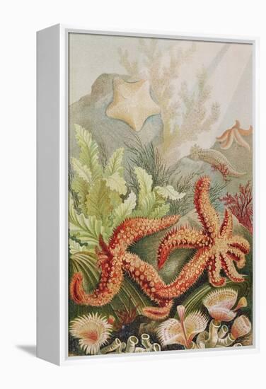 Starfish, Plate from "Brehms Tierleben: Allgemeine Kunde Des Tierreichs", Vol.10, P.528,…-German School-Framed Premier Image Canvas