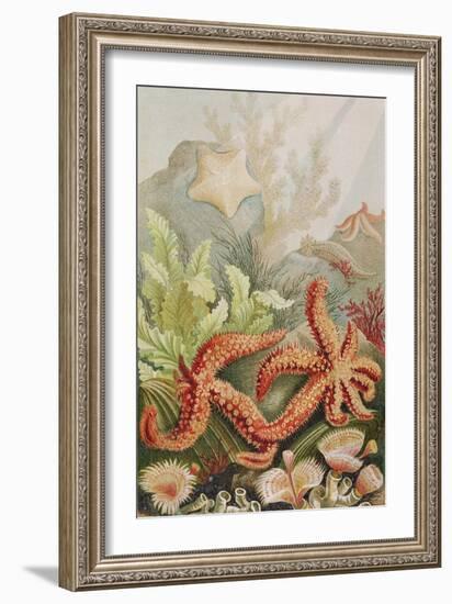 Starfish, Plate from "Brehms Tierleben: Allgemeine Kunde Des Tierreichs", Vol.10, P.528,…-German School-Framed Giclee Print