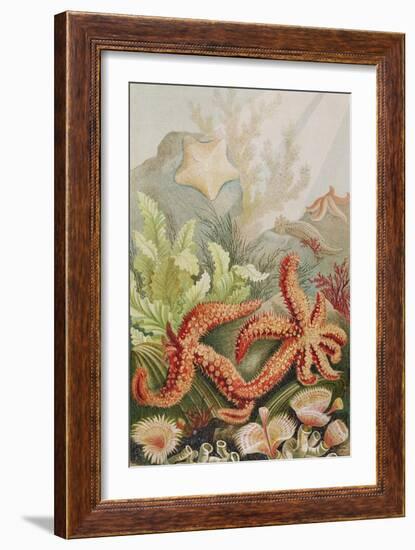 Starfish, Plate from "Brehms Tierleben: Allgemeine Kunde Des Tierreichs", Vol.10, P.528,…-German School-Framed Giclee Print