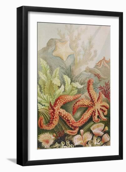 Starfish, Plate from "Brehms Tierleben: Allgemeine Kunde Des Tierreichs", Vol.10, P.528,…-German School-Framed Giclee Print