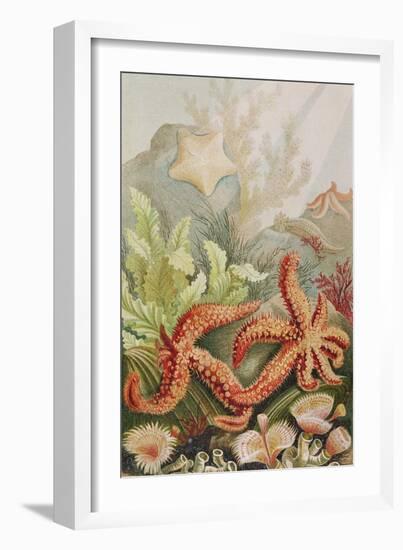 Starfish, Plate from "Brehms Tierleben: Allgemeine Kunde Des Tierreichs", Vol.10, P.528,…-German School-Framed Giclee Print