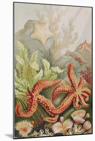 Starfish, Plate from "Brehms Tierleben: Allgemeine Kunde Des Tierreichs", Vol.10, P.528,…-German School-Mounted Giclee Print