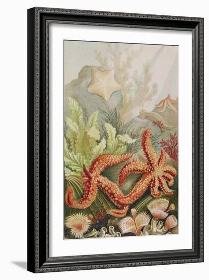 Starfish, Plate from "Brehms Tierleben: Allgemeine Kunde Des Tierreichs", Vol.10, P.528,…-German School-Framed Giclee Print