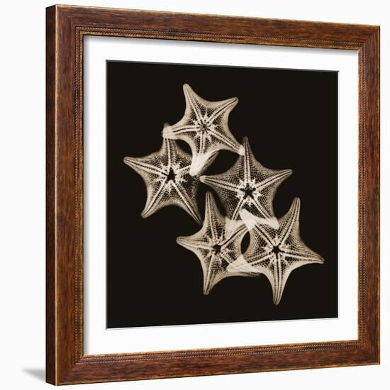 Starfish Sepia-Albert Koetsier-Framed Photographic Print