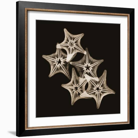 Starfish Sepia-Albert Koetsier-Framed Photographic Print