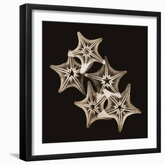 Starfish Sepia-Albert Koetsier-Framed Photographic Print