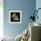 Starfish Sepia-Albert Koetsier-Framed Photographic Print displayed on a wall