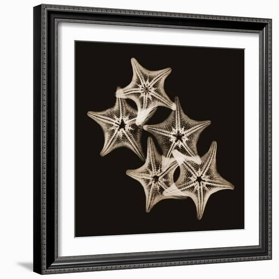 Starfish Sepia-Albert Koetsier-Framed Photographic Print