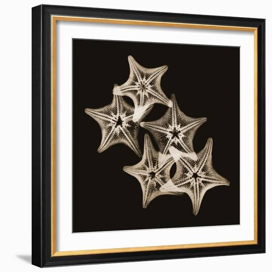 Starfish Sepia-Albert Koetsier-Framed Photographic Print