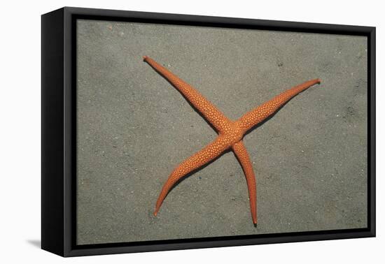 Starfish Showing Regeneration of Injured Arm, Asteroidea, Bali, Indian Ocean, Indonesia.-Reinhard Dirscherl-Framed Premier Image Canvas