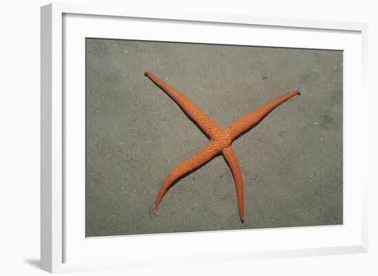 Starfish Showing Regeneration of Injured Arm, Asteroidea, Bali, Indian Ocean, Indonesia.-Reinhard Dirscherl-Framed Photographic Print