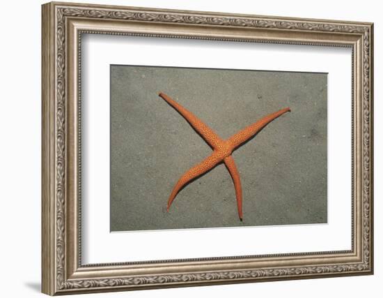 Starfish Showing Regeneration of Injured Arm, Asteroidea, Bali, Indian Ocean, Indonesia.-Reinhard Dirscherl-Framed Photographic Print