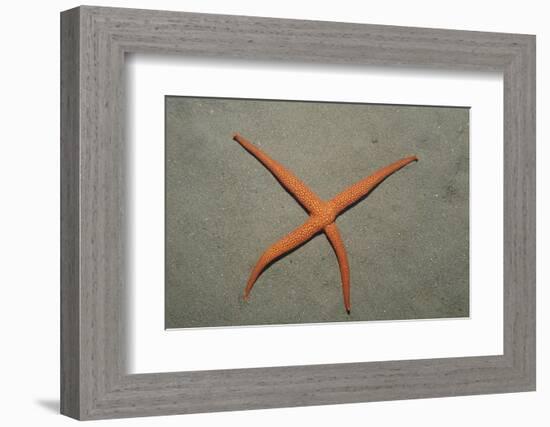 Starfish Showing Regeneration of Injured Arm, Asteroidea, Bali, Indian Ocean, Indonesia.-Reinhard Dirscherl-Framed Photographic Print