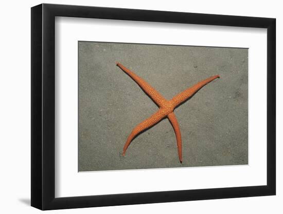 Starfish Showing Regeneration of Injured Arm, Asteroidea, Bali, Indian Ocean, Indonesia.-Reinhard Dirscherl-Framed Photographic Print