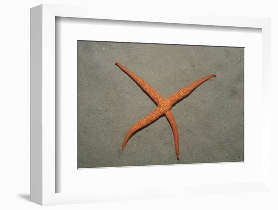 Starfish Showing Regeneration of Injured Arm, Asteroidea, Bali, Indian Ocean, Indonesia.-Reinhard Dirscherl-Framed Photographic Print