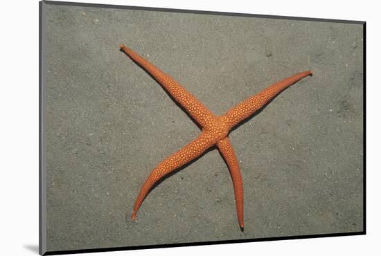 Starfish Showing Regeneration of Injured Arm, Asteroidea, Bali, Indian Ocean, Indonesia.-Reinhard Dirscherl-Mounted Photographic Print