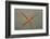 Starfish Showing Regeneration of Injured Arm, Asteroidea, Bali, Indian Ocean, Indonesia.-Reinhard Dirscherl-Framed Photographic Print