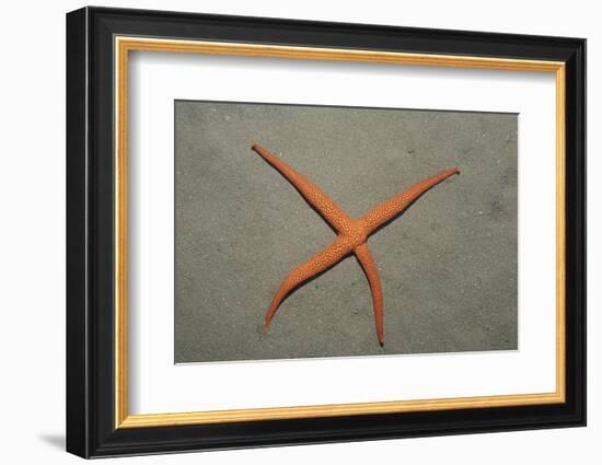 Starfish Showing Regeneration of Injured Arm, Asteroidea, Bali, Indian Ocean, Indonesia.-Reinhard Dirscherl-Framed Photographic Print