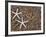 Starfish Skeletons, Kauai, Hawaii, USA-Dennis Flaherty-Framed Photographic Print
