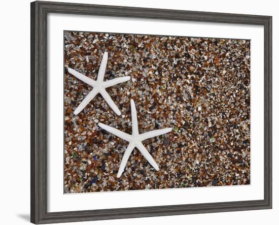 Starfish Skeletons, Kauai, Hawaii, USA-Dennis Flaherty-Framed Photographic Print