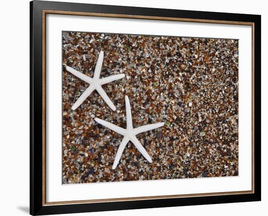 Starfish Skeletons, Kauai, Hawaii, USA-Dennis Flaherty-Framed Photographic Print