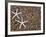 Starfish Skeletons, Kauai, Hawaii, USA-Dennis Flaherty-Framed Photographic Print