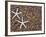 Starfish Skeletons, Kauai, Hawaii, USA-Dennis Flaherty-Framed Photographic Print