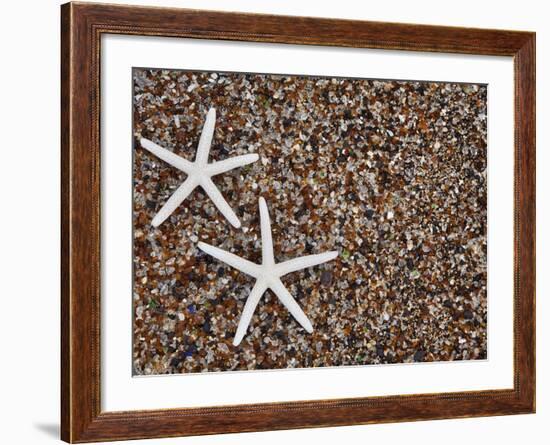 Starfish Skeletons, Kauai, Hawaii, USA-Dennis Flaherty-Framed Photographic Print