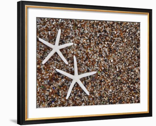 Starfish Skeletons, Kauai, Hawaii, USA-Dennis Flaherty-Framed Photographic Print