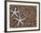 Starfish Skeletons, Kauai, Hawaii, USA-Dennis Flaherty-Framed Photographic Print