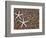 Starfish Skeletons, Kauai, Hawaii, USA-Dennis Flaherty-Framed Photographic Print