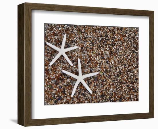 Starfish Skeletons, Kauai, Hawaii, USA-Dennis Flaherty-Framed Photographic Print