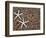 Starfish Skeletons, Kauai, Hawaii, USA-Dennis Flaherty-Framed Photographic Print